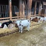Am Baby & Kinderbauerhof Stefflhof * Saalfelden
