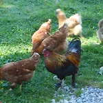 Am Baby & Kinderbauerhof Stefflhof Farm stay Saalfelden