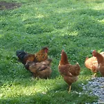 Farm stay Am Baby & Kinderbauerhof Stefflhof