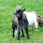 Am Baby & Kinderbauerhof Stefflhof Agroturismo