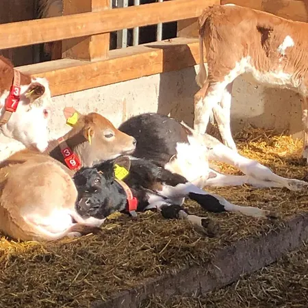 Am Baby & Kinderbauerhof Stefflhof * Saalfelden