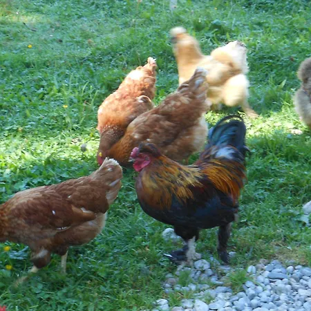 Am Baby & Kinderbauerhof Stefflhof Çiftlik konaklama Saalfelden
