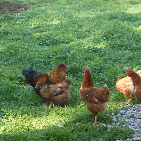 Κατάλυμα σε φάρμα Am Baby & Kinderbauerhof Stefflhof