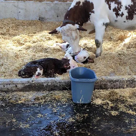 Am Baby & Kinderbauerhof Stefflhof