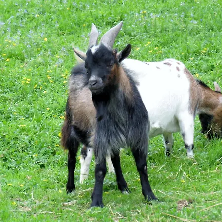 Am Baby & Kinderbauerhof Stefflhof Κατάλυμα σε φάρμα