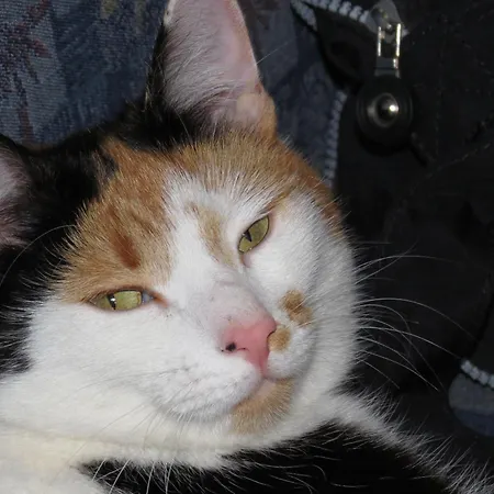 Am Baby & Kinderbauerhof Stefflhof Κατάλυμα σε φάρμα *