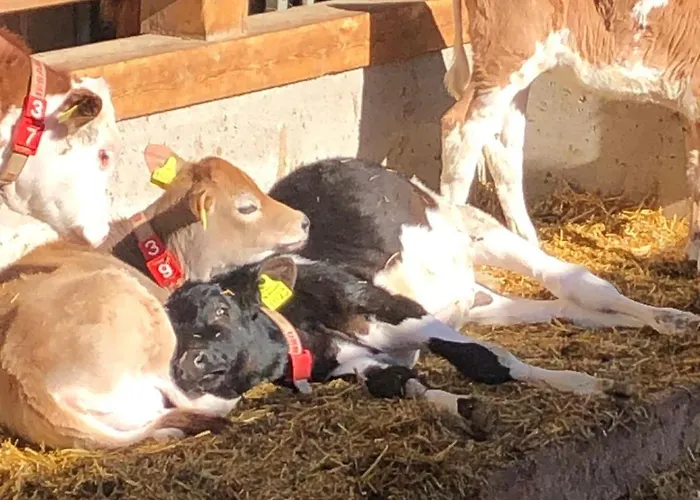 Am Baby & Kinderbauerhof Stefflhof * Saalfelden