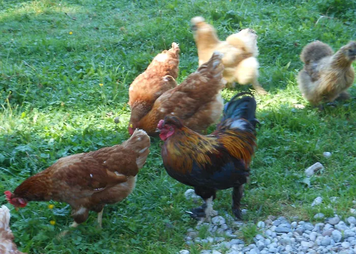 Am Baby & Kinderbauerhof Stefflhof Séjour à la ferme Saalfelden