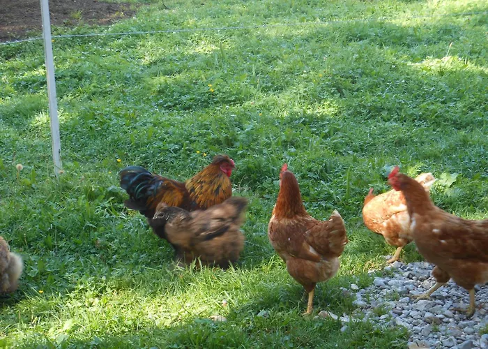 Séjour à la ferme Am Baby & Kinderbauerhof Stefflhof