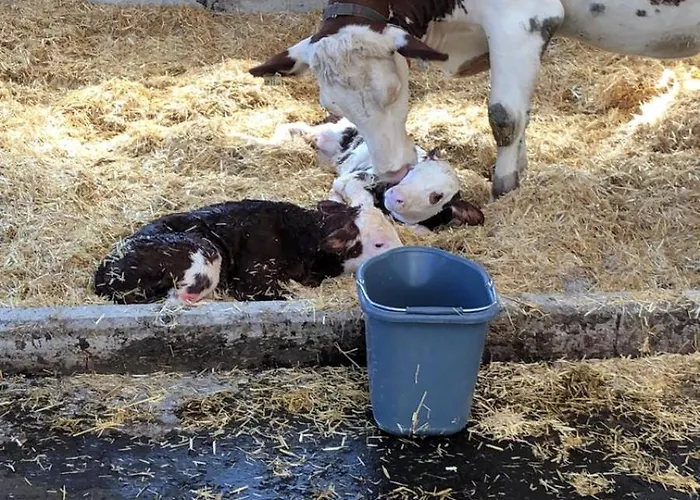 Am Baby & Kinderbauerhof Stefflhof