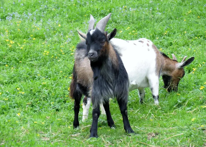 Am Baby & Kinderbauerhof Stefflhof Séjour à la ferme