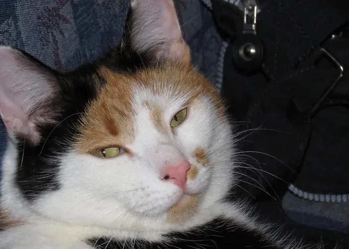 Am Baby & Kinderbauerhof Stefflhof 팜스테이 *